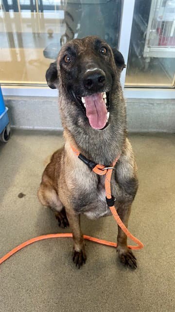 Gina - Belgian Shepherd Malinois