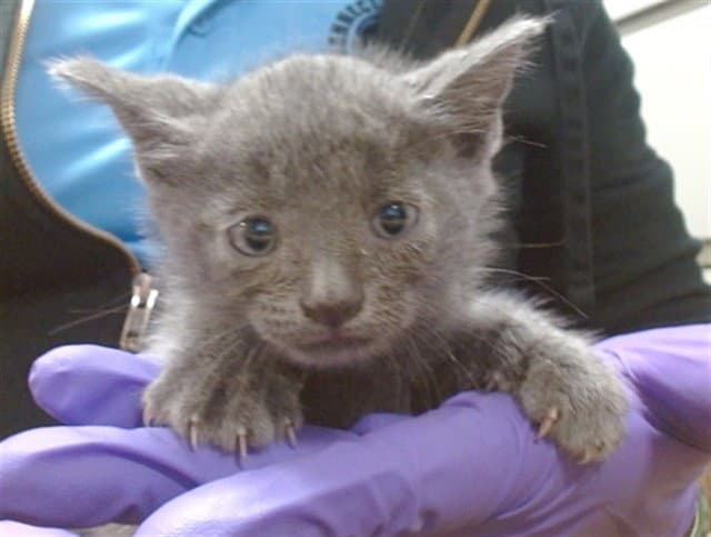 Sonic - Domestic Short Hair
