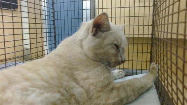 Appa - Domestic Short Hair