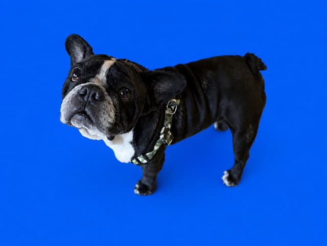 Chunks - English Bulldog