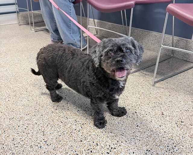 Gwen - Poodle (Miniature)