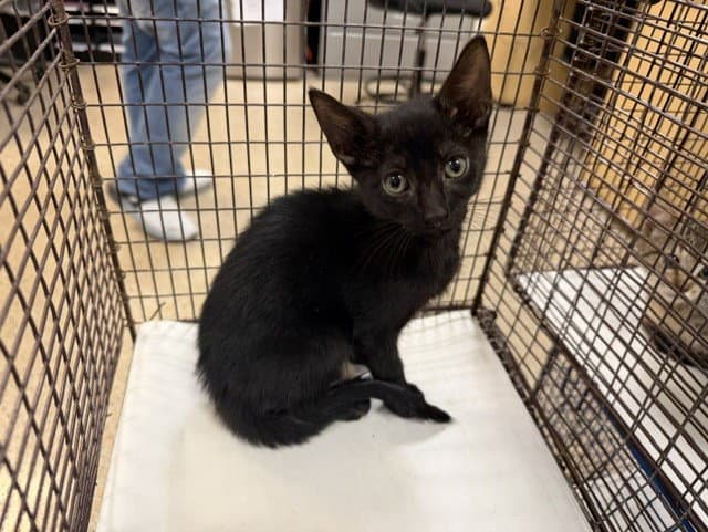 Moe - Domestic Short Hair