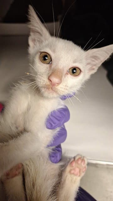 Jango - Domestic Short Hair