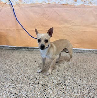 Macho - Chihuahua
