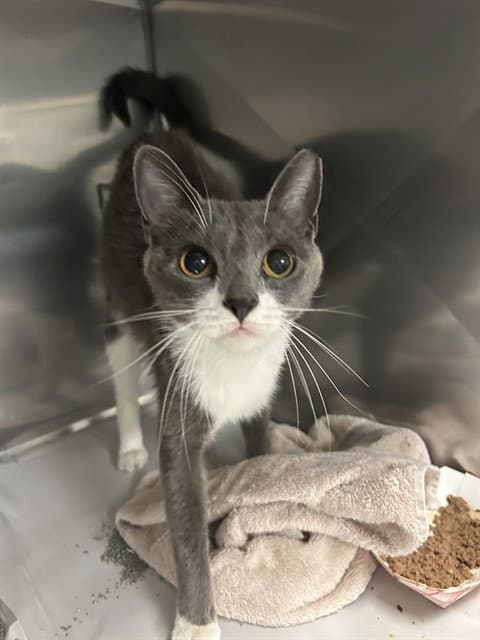 Mia - Domestic Short Hair