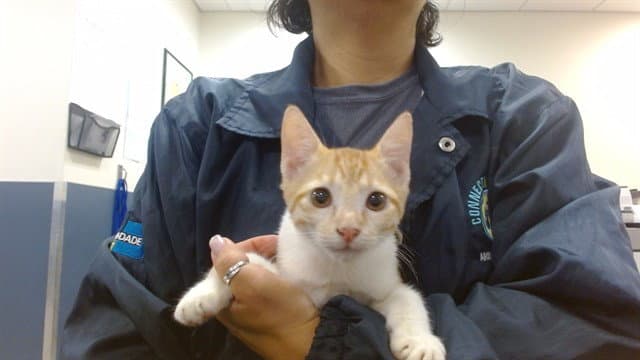 Boss - Domestic Short Hair