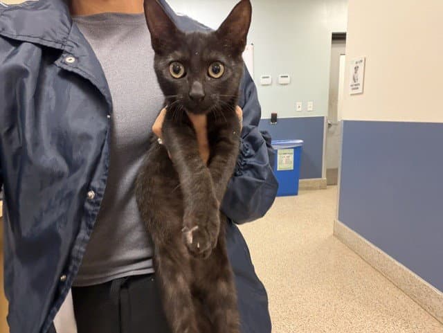 Gino - Domestic Short Hair