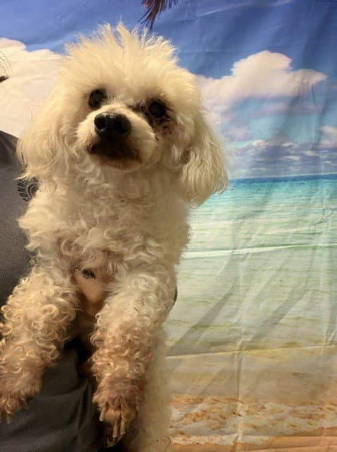 Binky - Poodle (Miniature)