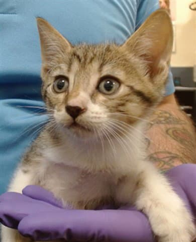 Binky - Domestic Short Hair