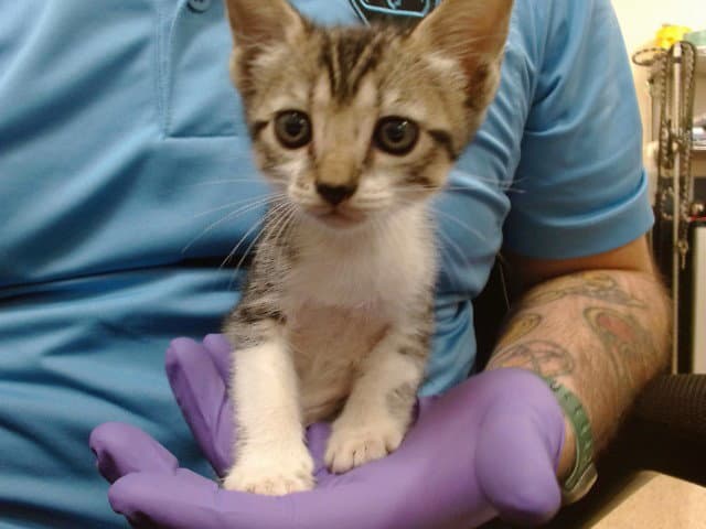 Dinky - Domestic Short Hair