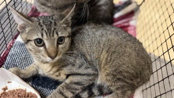 Corn - Domestic Short Hair