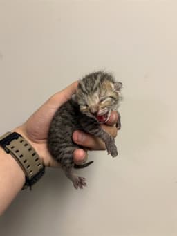 Tater Tot image 1
