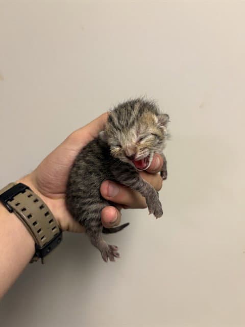 Tater Tot - Domestic Short Hair