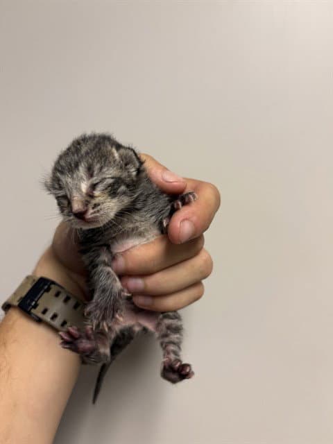 Meowchi - Domestic Short Hair
