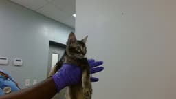 Coco image 1