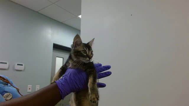 Coco - Domestic Short Hair