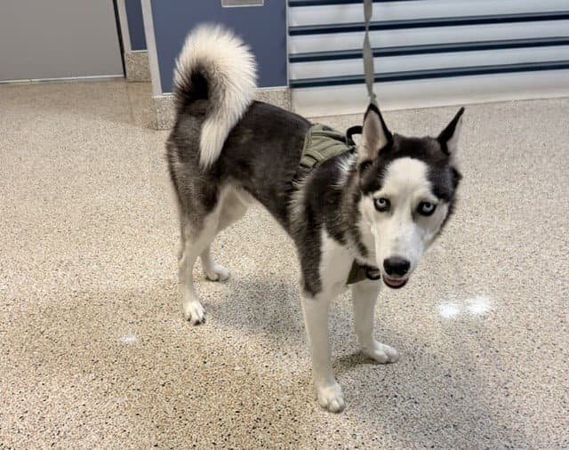 Lucky - Siberian Husky