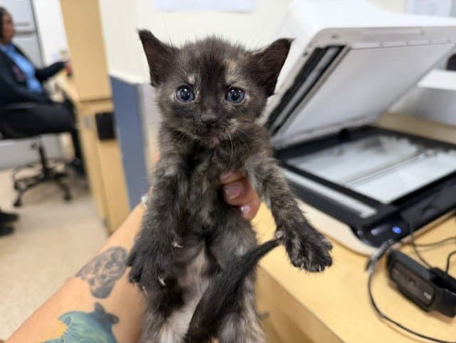 Molly - Domestic Short Hair