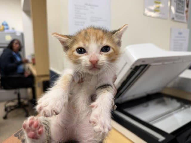 Malibu - Domestic Short Hair