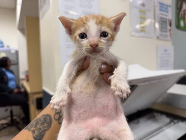 Tino - Domestic Short Hair