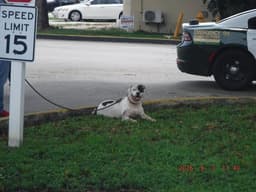 Tyson image 1