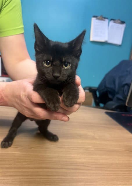 Cake - Domestic Short Hair