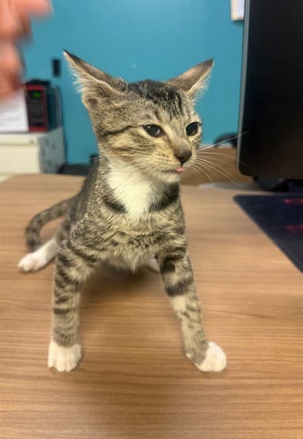 Jello - Domestic Short Hair