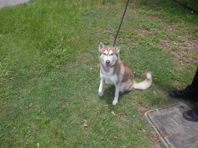 Ella - Siberian Husky