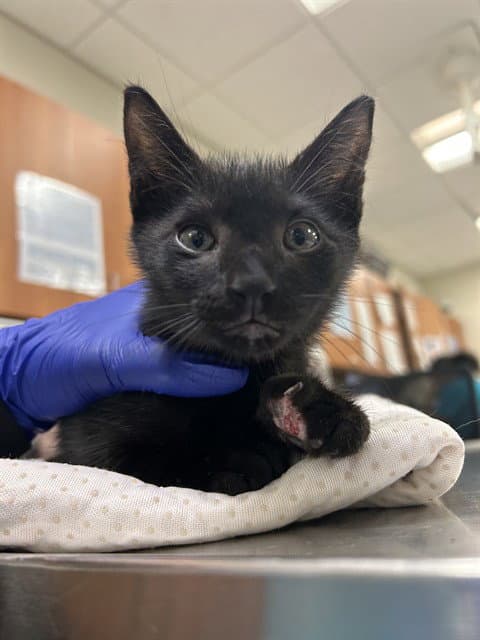 Oreo - Domestic Short Hair