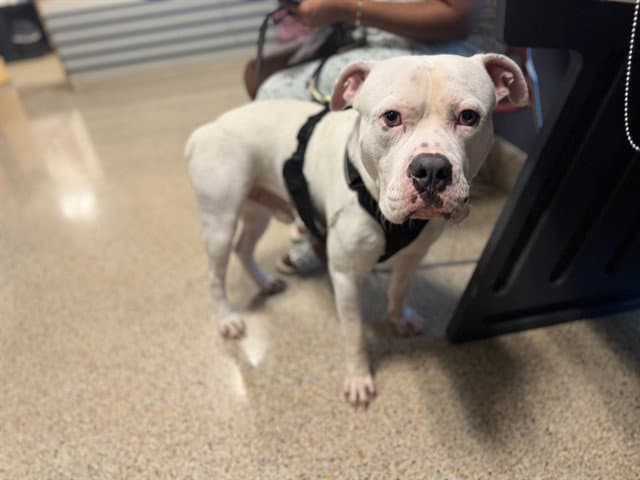 Blanco - American Bulldog
