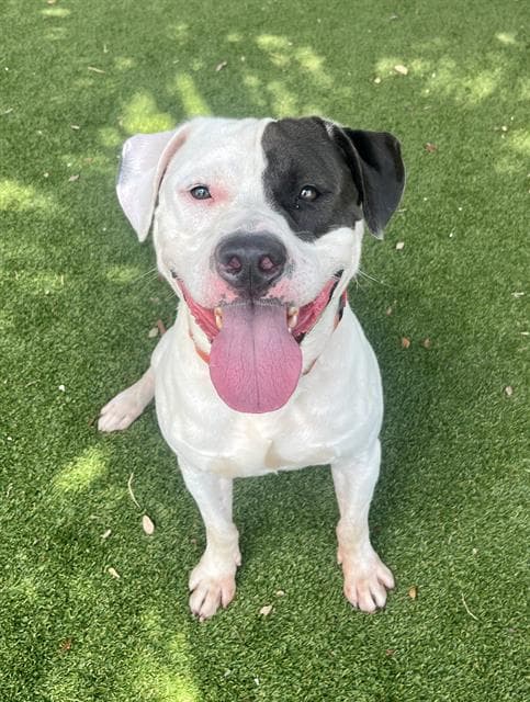 Breezy - Pit Bull Terrier