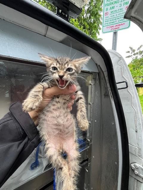Leo - Domestic Short Hair