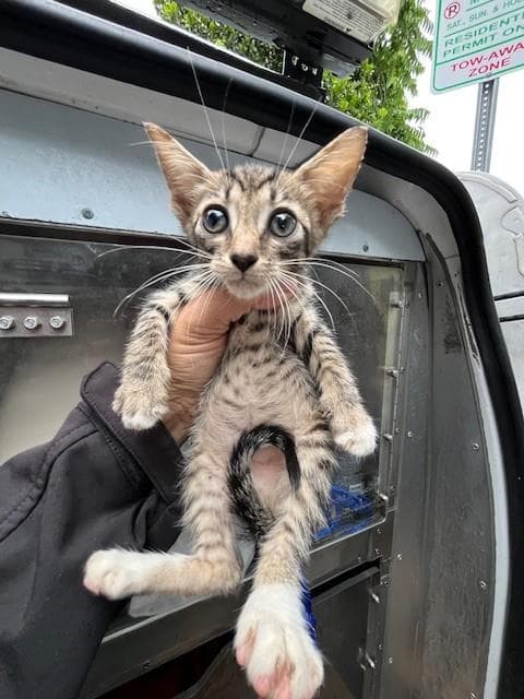 Mike - Domestic Short Hair