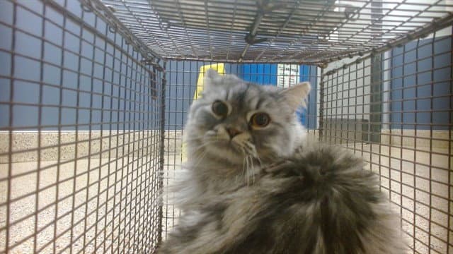 Argent - Domestic Long Hair