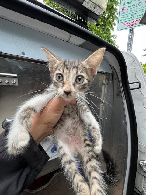Raph - Domestic Short Hair