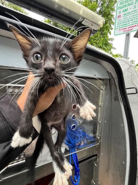 Don - Domestic Short Hair