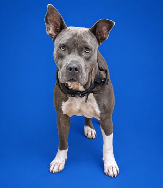 Rocky - American Bulldog