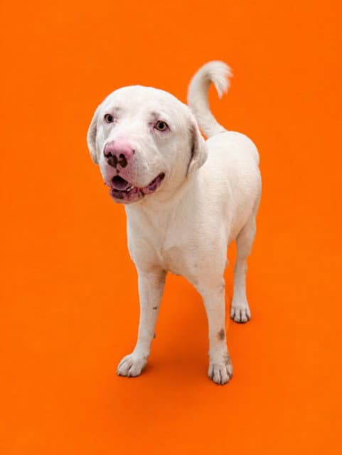 Orion - Labrador Retriever