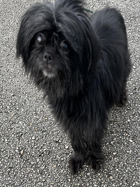 Frank - Pekingese