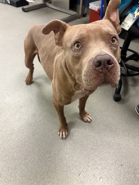 Coffee - Pit Bull Terrier