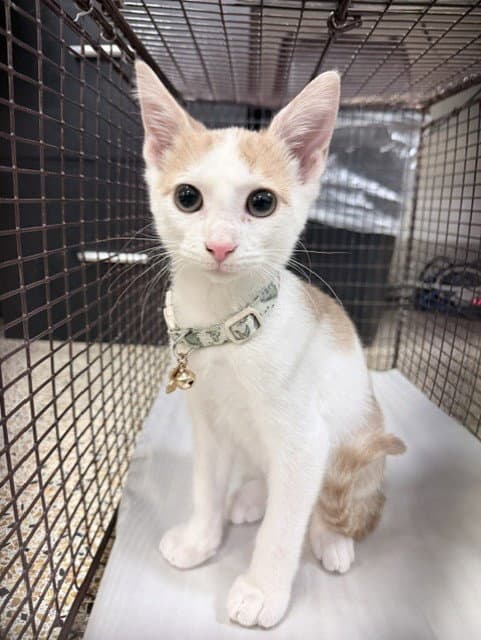 Honey - Domestic Short Hair