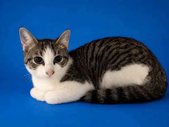 Mack - Domestic Short Hair