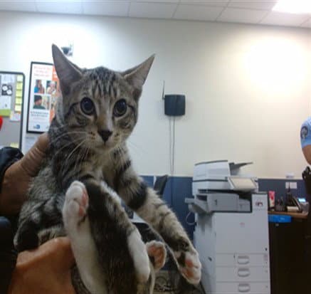Sandy - Domestic Short Hair