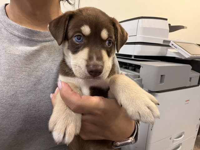Alden - Rottweiler