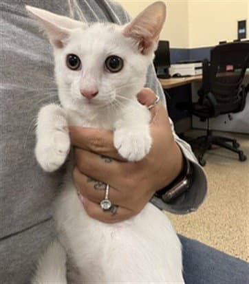 Sailor - Domestic Short Hair