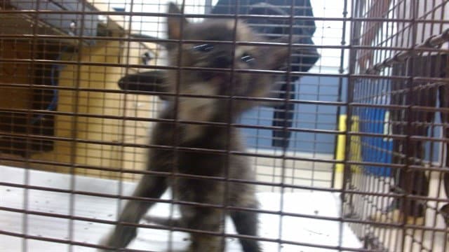 Belle - Domestic Short Hair