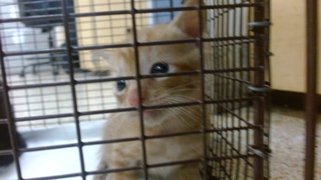 Sebastian - Domestic Short Hair