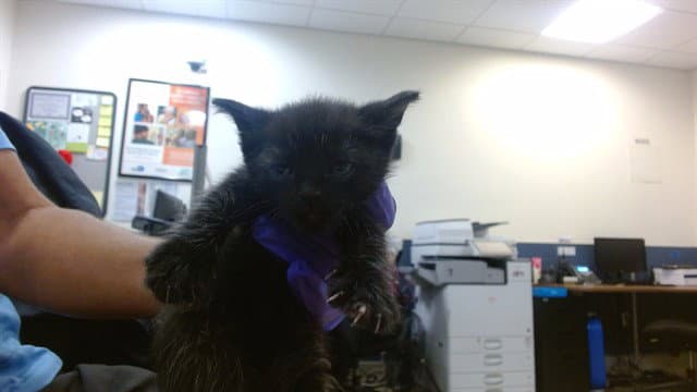 Barney - Domestic Short Hair