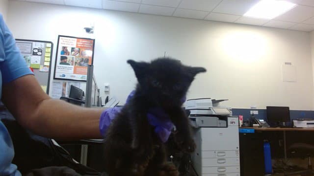 Squidward - Domestic Short Hair