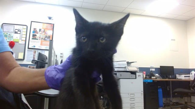 Gary - Domestic Short Hair